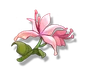 Pecok Flower